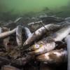 Mit erschreckenden Bildern von verstümmelten und verendeten Aalen prangert der Schweizerische Fischerei-Verband (SFV) das Tierleid im Hochrhein an.