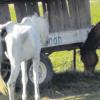 Die 18-jährige Stute Tifla (wir berichteten) leidet unter chronischer Bronchitis. Ein Fachtierarzt für Pferde hält es für möglich, dass der abgemagerte Zustand daher rührt. 