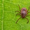 Bei einem Zeckenstich sollte man schnell handeln, denn Zecken können Krankheiten wie Borreliose oder FSME übertragen. 