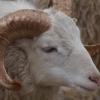 20 000 Studenten und vier Schafe gibt es jetzt an der Uni Augsburg. Die Schafe sind als lebende Rasenmäher auf dem Campus im Einsatz. 