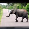 Elefanten im weltberühmten Kruger-Nationalpark. Jörg S. wollte auch dorthin – bis drei Bewaffnete auf sein Auto zu liefen.