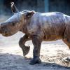 Ein erst wenige Tage altes weibliches Nashornbaby erkundet die Außenanlagen im Schweriner Zoo.