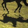 In Neresheim geht die Polizei Hinweisen nach, nachdem zwei Pferde verletzt worden sind. 