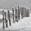 Ein Zaun am Sonntag bei Isny: Über Nacht hat es im Allgäu zu Schneien begonnen.