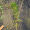 Das ist ein Bild von der sogenannten Carolina-Haarnixe, eine schädliche Unterwasserpflanze. Millionenfach kommt sie in Gewässern in Höchstädt vor und muss dringend bekämpft werden. 