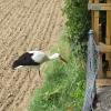 Der Storch spazierte ganz nah entlang des Zauns am Kindergarten in Reutti.