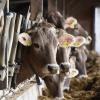 Kühe geben weiter Milch, doch der Absatz hat sich deutlich verschoben.