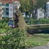 Auf einem Spielplatz im Herrenbach ist bei dem Unwetter auch ein Baum umgekracht.