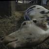 Das Bild einer kranken Kuh aus dem Stall in Bad Grönenbach. Was muss sich ändern, damit so etwas nicht mehr passiert?