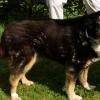 1985 war Penny Familie Wulf in Ronsberg (Ostallgäu) zugelaufen. Mit 25 Jahren könnte die Dame der älteste Hund der Welt sein. Foto: SWR3