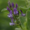Die Luzerne ist an ihrer violetten Blüte gut zu erkennen. Die „Königin der Futterpflanzen“ erlebt im Landkreis eine Renaissance.  	