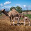 Kamele wurden seit den 1840er Jahren aus Indien, Afghanistan und von der arabischen Halbinsel nach Down Under eingeführt. Heute gelten die beeindruckenden Lastentiere als Plage.