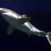 Nach fünf tödlichen Hai-Angriffen innerhalb eines Jahres wollen australische Behörden nun Weiße Haie jagen und töten. Foto: 