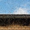 Ein Bienenschwarm hat einen Mann in Bergheim bei Köln am Verlassen seines Hauses gehindert.