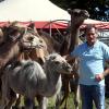 Mit Kamelen und Dromedaren macht der Circus Barnum momentan Station in Meitingen. Migoel Kaiser steht schon seit seiner Kindheit in der Manege. 