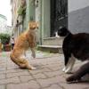 Zwei Straßenkatzen in Istanbul. 