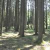 Noch dominieren in den Wäldern, wie hier in Mertingen, Fichtenbestände, jedoch ein Umbau ist dringend erforderlich: Eichen, aber auch andere weitaus exotischere Bäumen sollen die Fichten ablösen. 