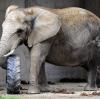 Elefantendame Sabi am Donnerstagnachmittag im Augsburger Zoo.
Foto: Silvio Wyszengrad