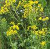 Das gelb blühende Jakobskreuzkraut breitet sich in Bayern immer weiter aus. Vor allem auf ungepflegten und schlecht gedüngten Flächen wie Weiden und Pferdekoppeln finde das Jakobskreuzkraut guten Nährboden. 