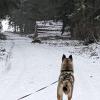 Mehrmals lief Jägern und Spaziergängern in den Stauden im Landkreis Augsburg ein Känguru über den Weg. Bernhard Regele und sein Husky wurden mitten im Winter von ihm überrascht.