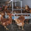 Für die Hühner im Landkreis Neuburg-Schrobenhausen  heißt es wegen der Geflügelpest ab in den Stall.