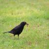 In fast jedem Garten sieht man sie: die Amsel. Der Bestand des anpassungsfähigen Vogels steigt in Bayern seit einigen Jahren leicht an.