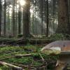 Für jeden Schwammerlsucher eine Offenbarung: Ein Steinpilz spitzt in der Morgensonne aus dem moosigen Waldboden. 