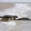 Drei Seehunde robben am Strand der ostfriesischen Insel Juist in Richtung Nordsee.