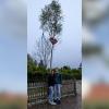 Diesen Maibaum mit rotem Herz hat Philipp Konle aus Mörslingen seiner Freundin Barbara Sailer in Gremheim gestellt.