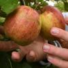 Bald beginnt wieder die Apfelernte in Deutschland. Landwirte müssen einiges beachten, um Infektionen mit dem Coronavirus unter den Erntehelfern möglichst zu vermeiden.