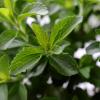 Der neue "Wunder-Süßstoff": Stevia ist süßer als Zucker, verursacht keinen Karies und ist sogar kalorienarm. Die EU hat das Süßungsmittel jetzt teilweise zugelassen.