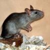 Ratten sind laut einer aktuellen Studie wesentlich hilfsbereiter und sozialer als bisher angenommen.