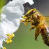 In Bayern läuft derzeit das Volksbegehren Artenvielfalt "Rettet die Bienen".