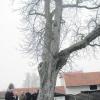 Ein Gutacher soll den Zustand der Kastanie vor der Kirche im Ortsteil Alsmoos überprüfen. 