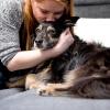Können Hund oder Katze das Coronavirus auf Menschen übertragen?