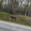 Ein kleiner Elch, den Julia Roth aus Friedberg in Alaska auf dem Weg von der Schule nach Hause sah.