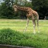 Der Zoo in Augsburg musste eine seiner drei Giraffen einschläfern lassen. Gaya, die lange nichts auf Gras laufen wollte, war unheilbar krank.