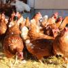 Der Bauausschuss des Wertinger Stadtrats hat den Bau eines Stalls für 2500 Hühner in Gottmannshofen genehmigt. 