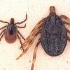 Die Zecke Hyalomma marginatum (r) ist deutlich größer als der Gemeine Holzbock (l, Ixodes ricinus) und kann Zecken-Fleckfieber auf den Menschen übertragen.