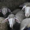 Bei Herrsching hat ein wildernder Hun vier Schafe getötet.