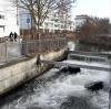 Bald sinkt hier der Wasserspiegel. Auch der Sparrenlech ist von den Ablässen betroffen.