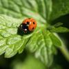 Rot mit schwarzen Punkten, wie ein Marienkäfer: Nachdem Coccinelle ein Kleid in dieser Farbgebung trug, erhielt sie ihren Spitznamen, unter dem sie bis heute bekannt ist. 