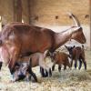 Die Ziegen im Berghof in Emershofen haben momentan viel Nachwuchs. Palina hat sogar vier gesunde Jungtiere zur Welt gebracht, was recht selten ist. 