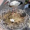 Blick ins Nest auf dem Staudheimer Kirchturm.