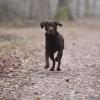 In Deiningen wurde ein Labrador vergiftet.