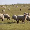 Im Nordries sind Schafe getötet und verletzt worden.