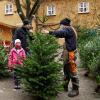 Nachdem die Tochter von Elmar Bäuml in der Fuggerei einen Christbaum ausgesucht hatte, gibt Leonhard Hampp, Azubi zum Forstwirt bei den Fuggerschen Stiftungen, noch Tipps, wie der Baum am längsten hält.