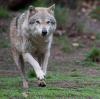 Im Allgäu geht seit Wochen ein Wolf um.