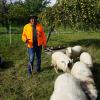 Hobbyschäfer Klaus Ruider hat in Waltenberg noch einiges vor. Der 60-Jährige züchtet seit vier Jahren vom Aussterben bedrohte Krainer Schafe.  	
