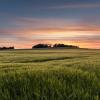 Leserfoto der Woche: Getreidefeld bei Huisheim im Sonnenuntergang